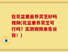在花盆里面养灵芝好吗视频(花盆里养灵芝可行吗？实测视频来告诉你！)