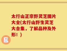 太行山正宗野灵芝图片大全(太行山野生灵芝大合集，了解品种及外形！)
