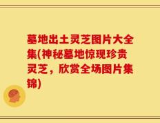 墓地出土灵芝图片大全集(神秘墓地惊现珍贵灵芝，欣赏全场图片集锦)