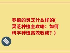 养植的灵芝什么样的(灵芝种植全攻略：如何科学种植高效收成？)