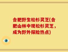 合肥野生松杉灵芝(合肥山林中现松杉灵芝，成为野外探险热点)