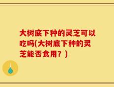 大树底下种的灵芝可以吃吗(大树底下种的灵芝能否食用？)