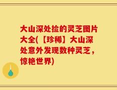 大山深处捡的灵芝图片大全(【珍稀】大山深处意外发现数种灵芝，惊艳世界)