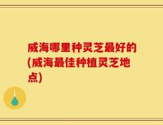 威海哪里种灵芝最好的(威海最佳种植灵芝地点)