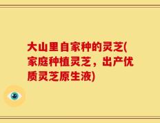 大山里自家种的灵芝(家庭种植灵芝，出产优质灵芝原生液)