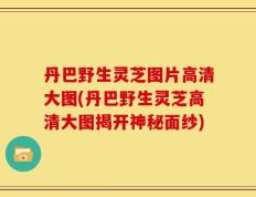 丹巴野生灵芝图片高清大图(丹巴野生灵芝高清大图揭开神秘面纱)