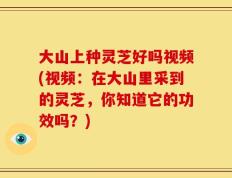大山上种灵芝好吗视频(视频：在大山里采到的灵芝，你知道它的功效吗？)