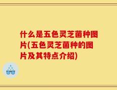什么是五色灵芝菌种图片(五色灵芝菌种的图片及其特点介绍)