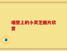 墙壁上的小灵芝图片欣赏