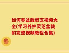 如何养盆栽灵芝视频大全(学习养护灵芝盆栽的完整视频教程合集)