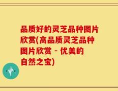 品质好的灵芝品种图片欣赏(高品质灵芝品种图片欣赏 - 优美的自然之宝)