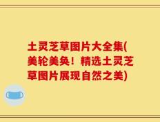 土灵芝草图片大全集(美轮美奂！精选土灵芝草图片展现自然之美)