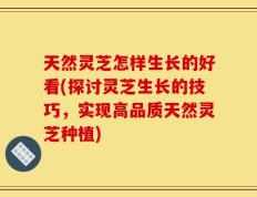 天然灵芝怎样生长的好看(探讨灵芝生长的技巧，实现高品质天然灵芝种植)