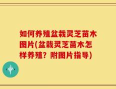 如何养殖盆栽灵芝苗木图片(盆栽灵芝苗木怎样养殖？附图片指导)