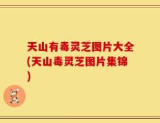 天山有毒灵芝图片大全(天山毒灵芝图片集锦)