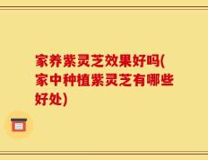 家养紫灵芝效果好吗(家中种植紫灵芝有哪些好处)