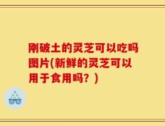 刚破土的灵芝可以吃吗图片(新鲜的灵芝可以用于食用吗？)