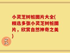 小灵芝树桩图片大全(精选多张小灵芝树桩图片，欣赏自然神奇之美)