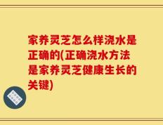 家养灵芝怎么样浇水是正确的(正确浇水方法是家养灵芝健康生长的关键)