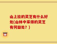 山上捡的灵芝有什么好处(山林中采得的灵芝有何益处？)
