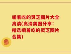嚼着吃的灵芝图片大全高清(高清美图分享：精选嚼着吃的灵芝图片合集)