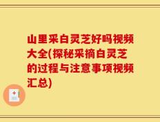 山里采白灵芝好吗视频大全(探秘采摘白灵芝的过程与注意事项视频汇总)