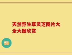 天然野生草灵芝图片大全大图欣赏
