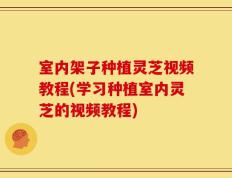 室内架子种植灵芝视频教程(学习种植室内灵芝的视频教程)