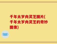 千年太岁肉灵芝图片(千年太岁肉灵芝的奇妙图像)