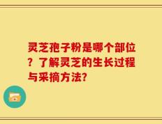 灵芝孢子粉是哪个部位？了解灵芝的生长过程与采摘方法？