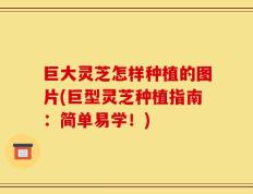 巨大灵芝怎样种植的图片(巨型灵芝种植指南：简单易学！)