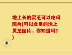 地上长的灵芝可以吃吗图片(可以食用的地上灵芝图片，你知道吗？)