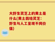 大野生灵芝上的黄土是什么(黄土栽培灵芝：野生与人工呈现不同价值)