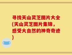 寻找天山灵芝图片大全(天山灵芝图片集锦，感受大自然的神奇奇迹)