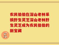 农民伯伯在深山老林采摘野生灵芝深山老林野生灵芝成为农民伯伯的新宝藏