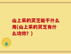山上采的灵芝能干什么用(山上采的灵芝有什么功效？)