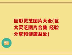 巨形灵芝图片大全(巨大灵芝图片合集 经验分享和健康益处)