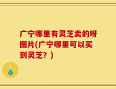 广宁哪里有灵芝卖的呀图片(广宁哪里可以买到灵芝？)