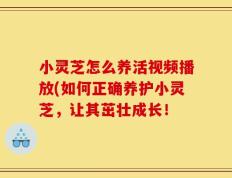 小灵芝怎么养活视频播放(如何正确养护小灵芝，让其茁壮成长！