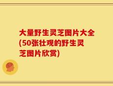 大量野生灵芝图片大全(50张壮观的野生灵芝图片欣赏)