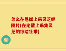 怎么在悬崖上采灵芝呢图片(在绝壁上采集灵芝的惊险壮举)