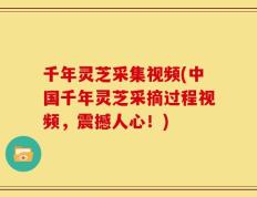 千年灵芝采集视频(中国千年灵芝采摘过程视频，震撼人心！)