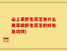 山上采野生灵芝有什么用采摘野生灵芝的好处及功效)