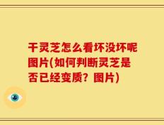 干灵芝怎么看坏没坏呢图片(如何判断灵芝是否已经变质？图片)