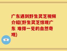 广东遇到野生灵芝视频介绍(野生灵芝惊现广东 难得一见的自然奇观)