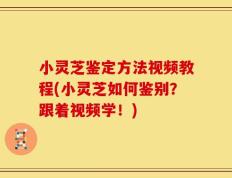 小灵芝鉴定方法视频教程(小灵芝如何鉴别？跟着视频学！)
