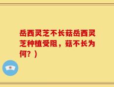 岳西灵芝不长菇岳西灵芝种植受阻，菇不长为何？)