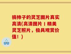 摘柿子的灵芝图片真实高清(高清图片丨精美灵芝照片，极具观赏价值！)