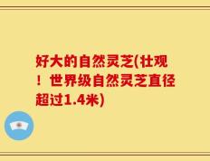 好大的自然灵芝(壮观！世界级自然灵芝直径超过1.4米)