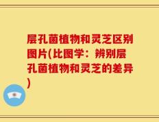 层孔菌植物和灵芝区别图片(比图学：辨别层孔菌植物和灵芝的差异)